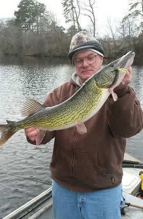 Maryland Angler Lands State Record Chain Pickerel