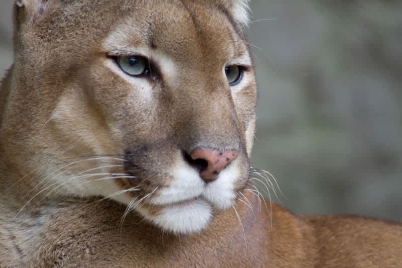 Mountain Lion Eats Porcupine, Killed by Quills from the Inside