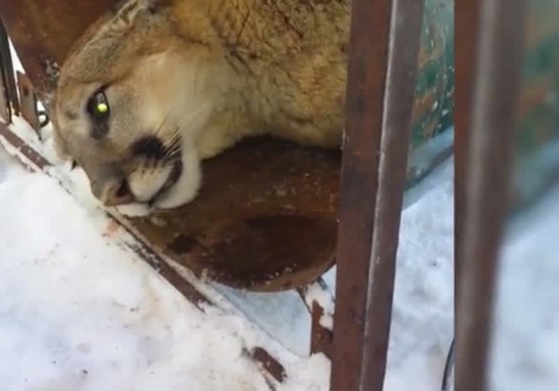 Mountain Lion Found Hiding under Cabin in Utah