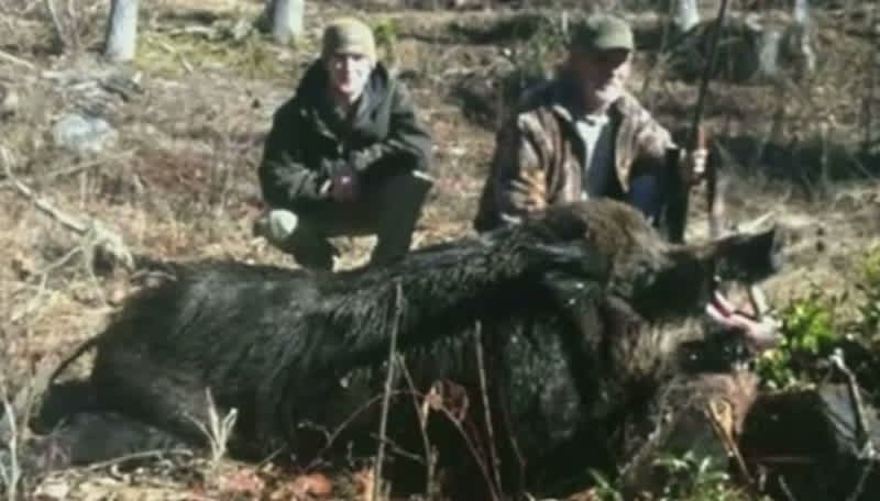 North Carolina Hunters Bag Massive 707-pound Wild Boar