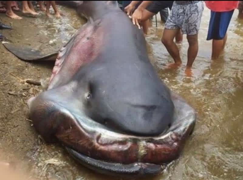 Rare Megamouth Shark Washes Ashore in the Phillippines