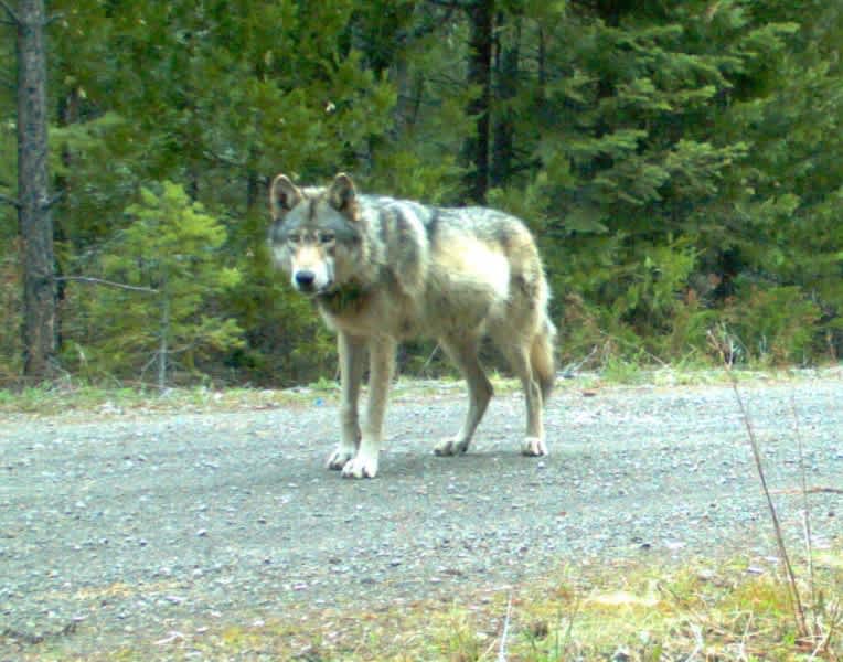 “Rogue” Wolf Forms First Wolf Pack in Western Oregon