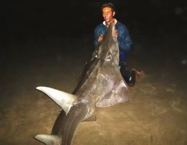 South African Angler Lands 196-pound Giant Guitarfish