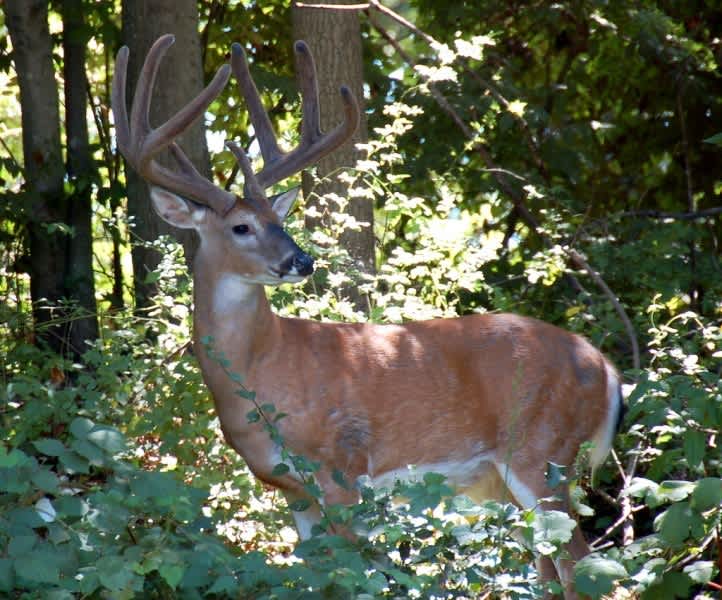 7 Deer Hunting Myths Debunked