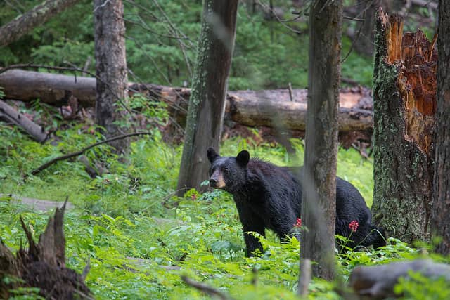 Utah Officials Expand Bear Hunt as Population, Conflicts Increase