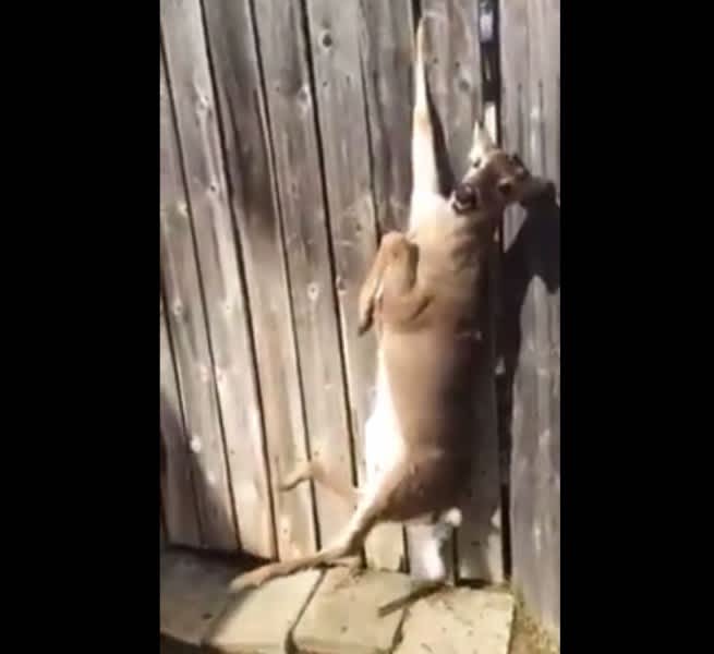 Video: Homeowner Rescues Deer Trapped in Fence