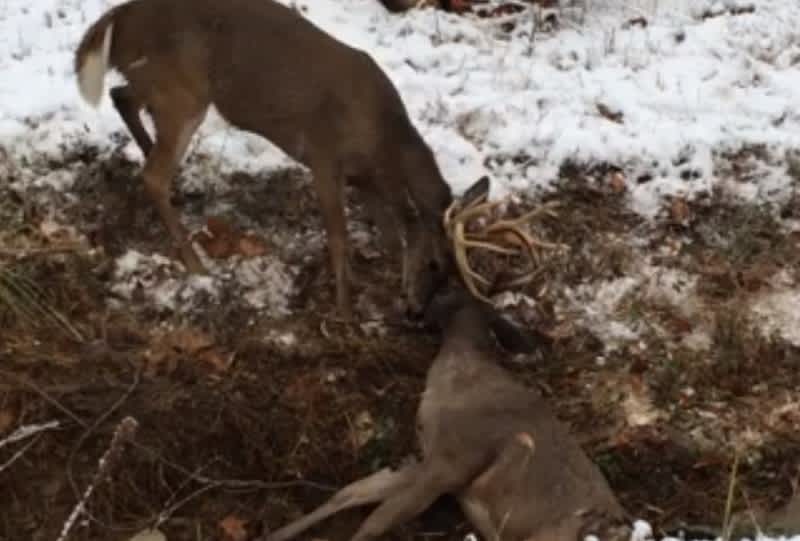 Video: Hunters, Deputies, Wildlife Officers Team Up to Rescue Buck from Ditch