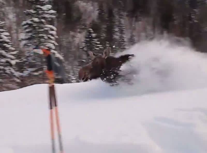 Video: Moose Doubles as Plow in Chest-high Snow