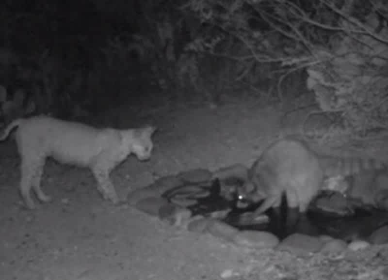 Video: Raccoon and Bobcat Face Off over Watering Hole
