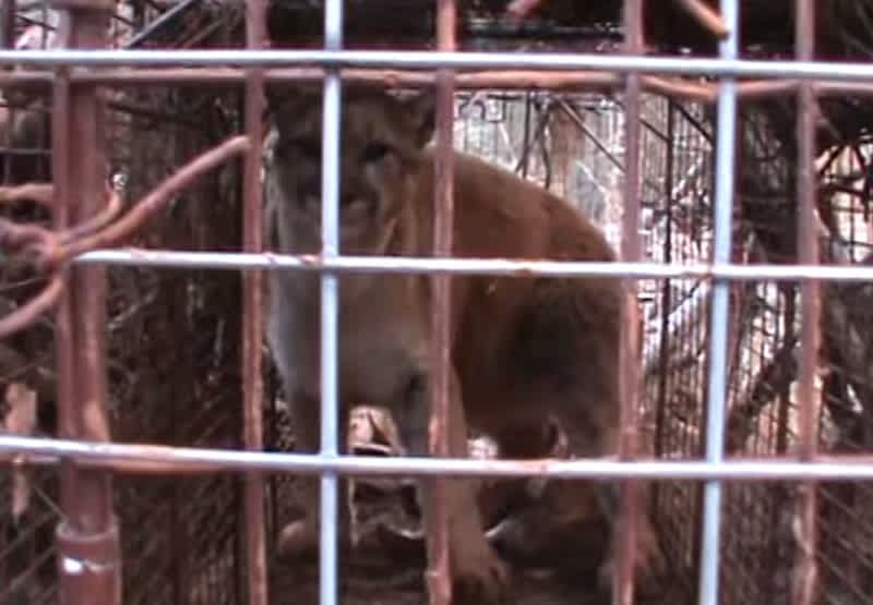 Video: South Dakota Trapper Releases Ticked-off Mountain Lion