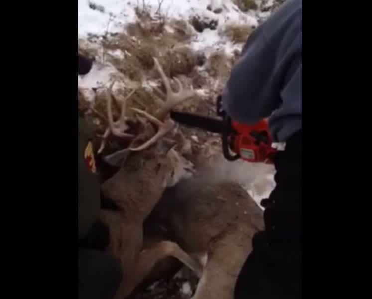 Video: Tangled Bucks Separated by Chainsaw