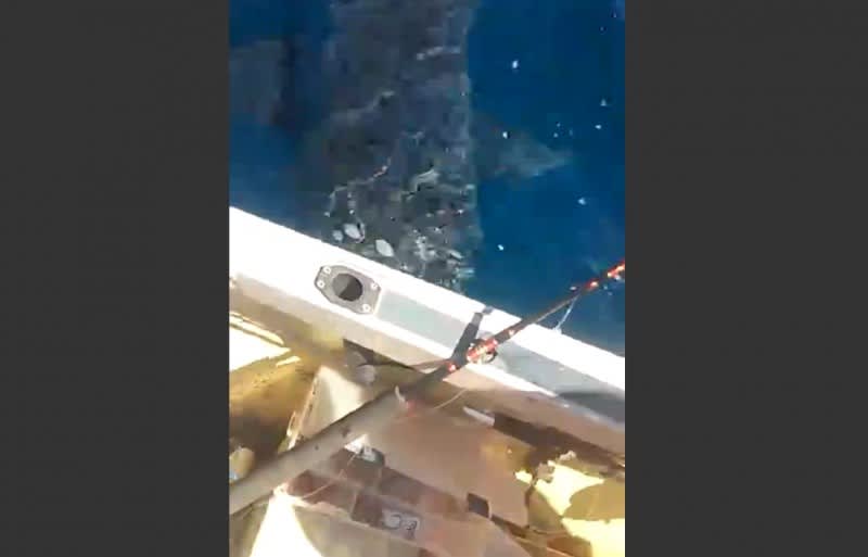 Video: Two Anglers Meet the Notorious 16-foot Shark Prowling Australia’s East Coast