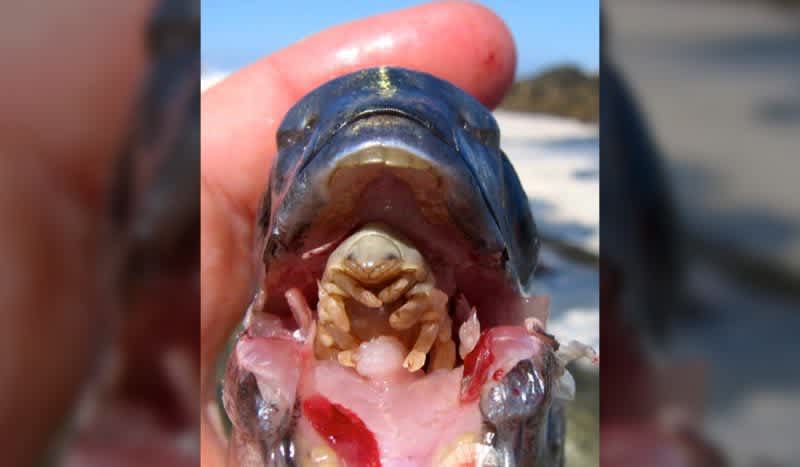 5 Terrifying, Alien-like Fish Parasites