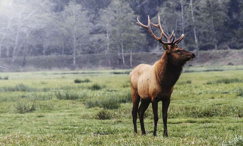 13 Bizarre Elk Facts That Most Hunters Don’t Know