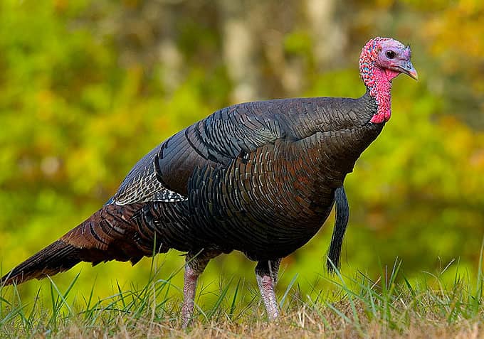Alabama Launches Comprehensive Study as Turkey Population Declines