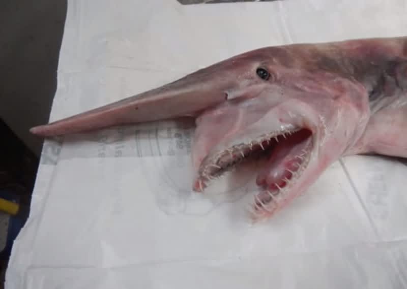 Rare Goblin Shark Caught by Australian Fishermen