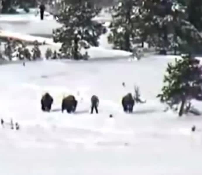 Video: Did This Camera Record a “Bigfoot Family” Hunting Bison?