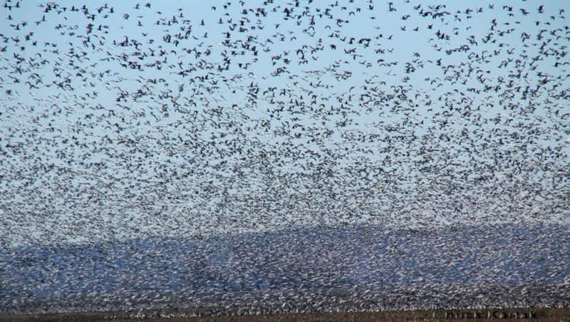Give Snow Goose Hunting a Shot This Spring