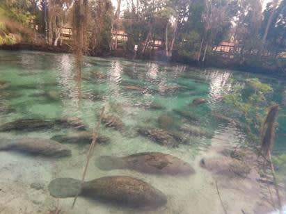 Hundreds of Manatees Close Down Florida Wildlife Refuge