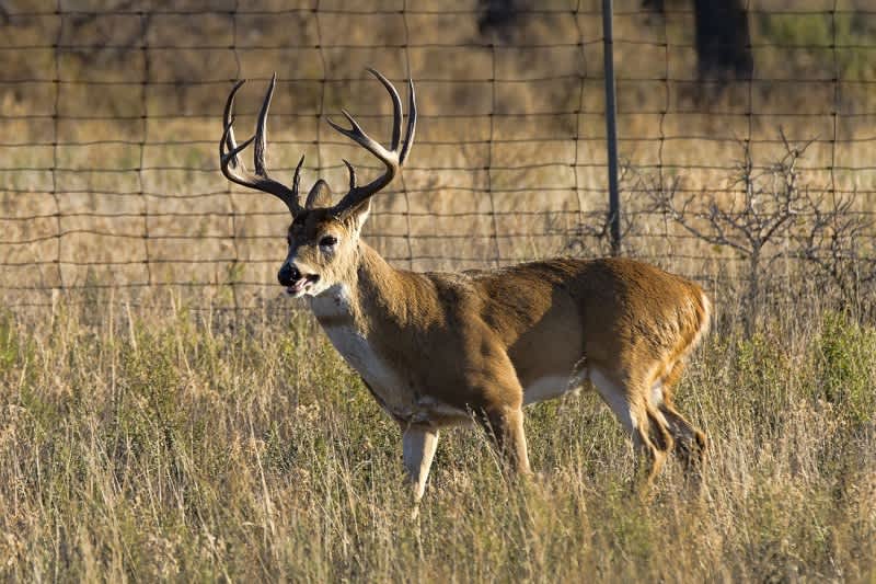 Indiana Court Rules Against DNR in Dispute over High-fence Hunting