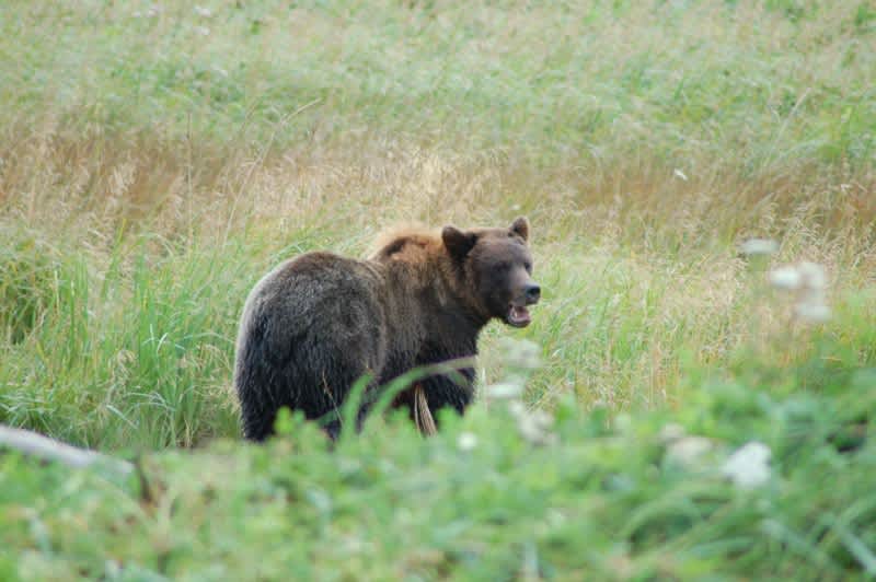 Inquisitive Bear Chases Family of Hikers, Ignores Warning Shots