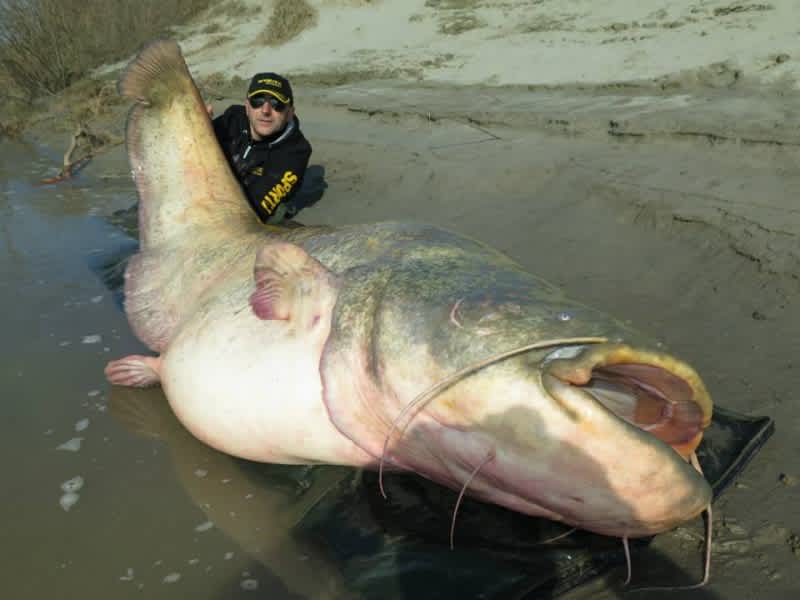 Italian Angler’s Whale of a Catfish is Just Short of World Record