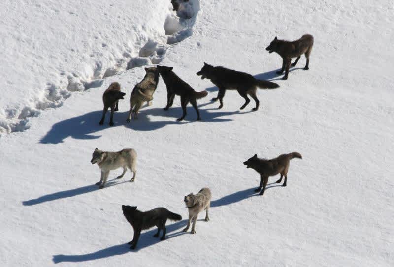 Michigan DNR Fights Federal Court’s Wolf Protection Decision