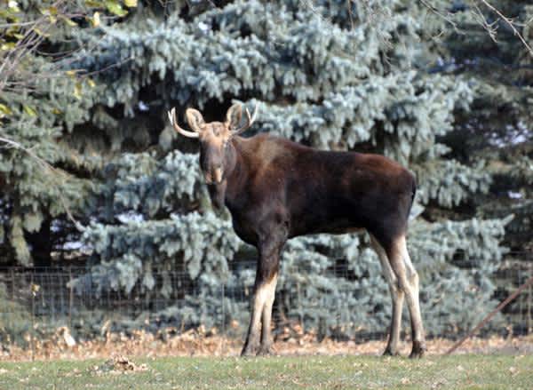 Minnesota’s Famous Wandering Moose Was Killed by Brain Worms