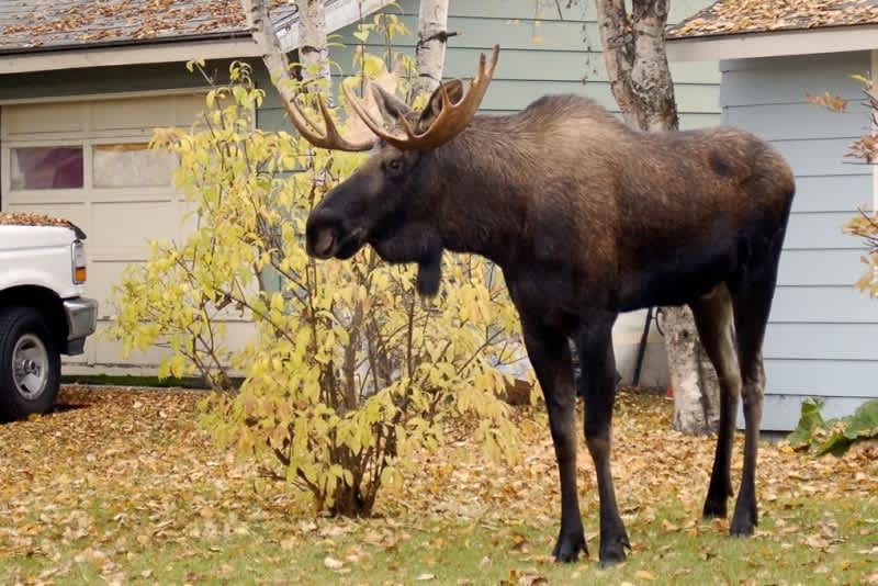Moose Went “Out of Its Way” to Trample Woman in Colorado
