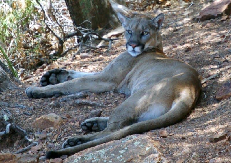 Mountain Lion Drags Deer Under Colorado Home, Eats It as Family Watches