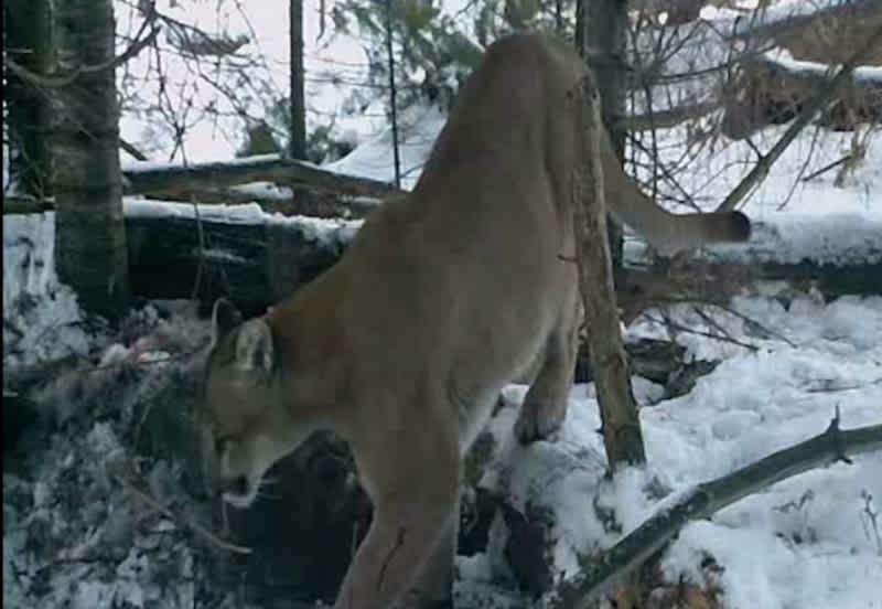 Mountain Lion Spotted on Michigan Hunter’s Trail Cam