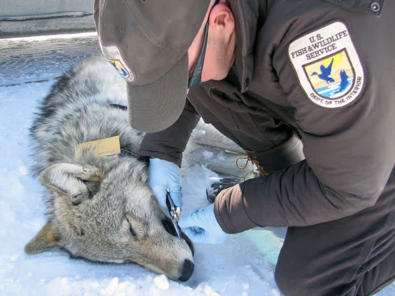 New Wolf Pack Spotted in National Elk Refuge