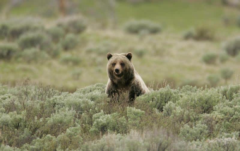 Officials: Bears Emerging Early from Hibernation in Yellowstone