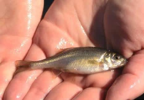 Oregon Chub Makes History as First Fish to Escape Endangered Species List