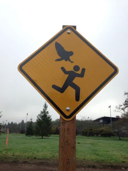 Beware of Owl: Oregon Town Installs Warning Signs for Avian Hat Thief