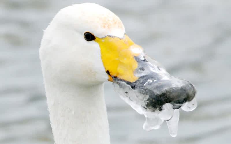 Photo: Bird Feeders Discover Swan’s Beak Frozen Solid