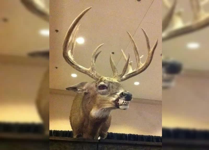 Photos: 15 Taxidermy Jobs That Will Haunt Your Dreams