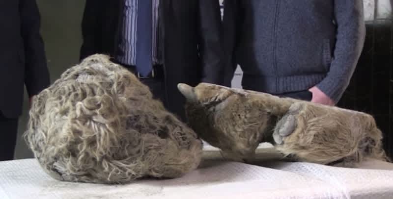 Russian Hunters Discover 10,000-year-old Frozen Woolly Rhino in River