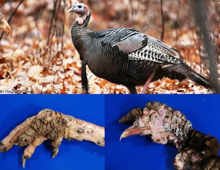 Study: Gruesome Tumor-causing Turkey Virus Now in 17 States
