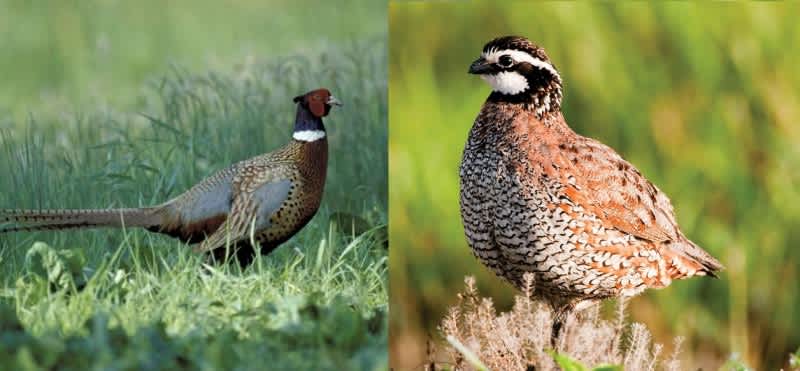 Correcting 7 Common Myths about Quail and Pheasant Hunting