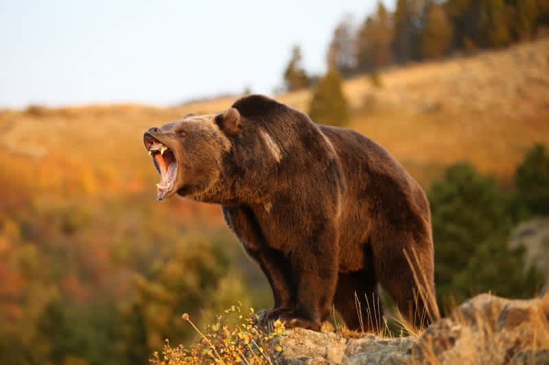 Video: 7 Heart-pounding Close Encounters of the Bear Kind