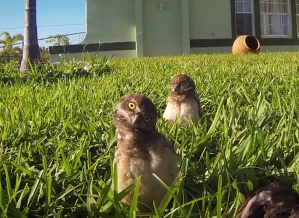 Video: Burrowing Owl Breaks Out Its Dance Moves