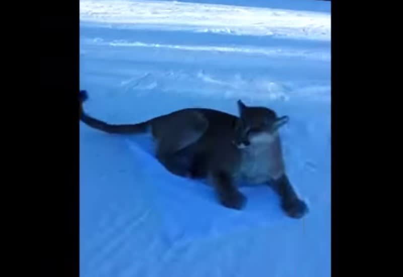 Video: Did This Skier Just Pass a Mountain Lion?