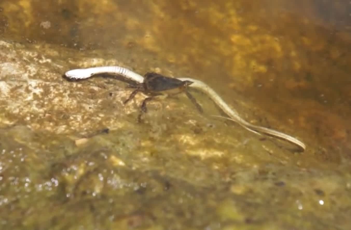 Video: Giant Water Bug Drowns Snake