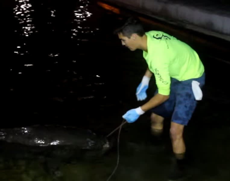 Video: Goliath Grouper Handlined from Shore