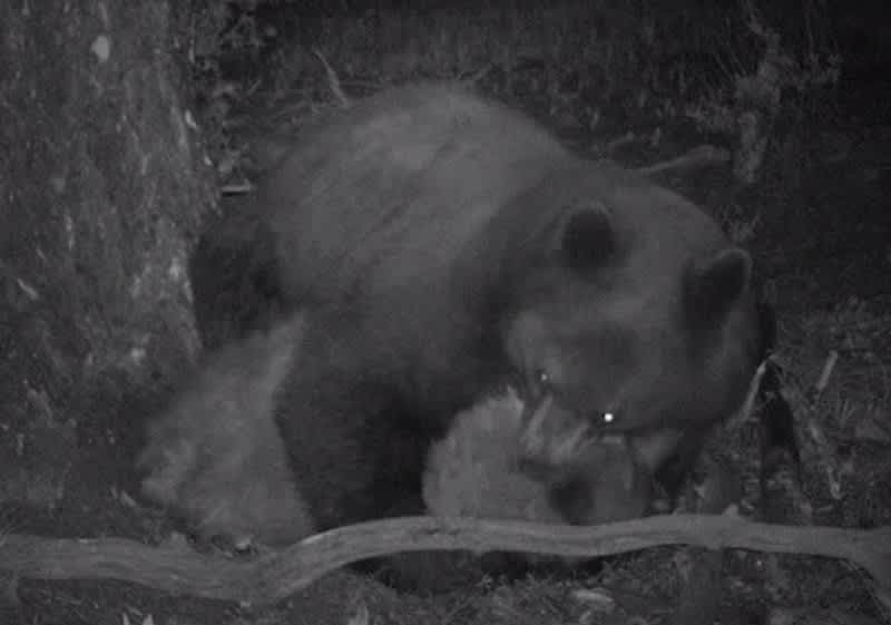 Video: Grisly Bear-on-bear Killing Caught on Trail Cam