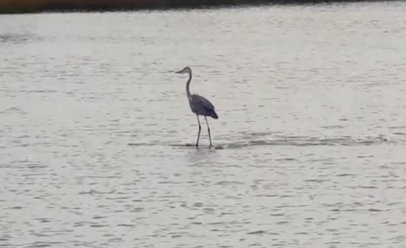 Video: How is This Heron Standing on Water?