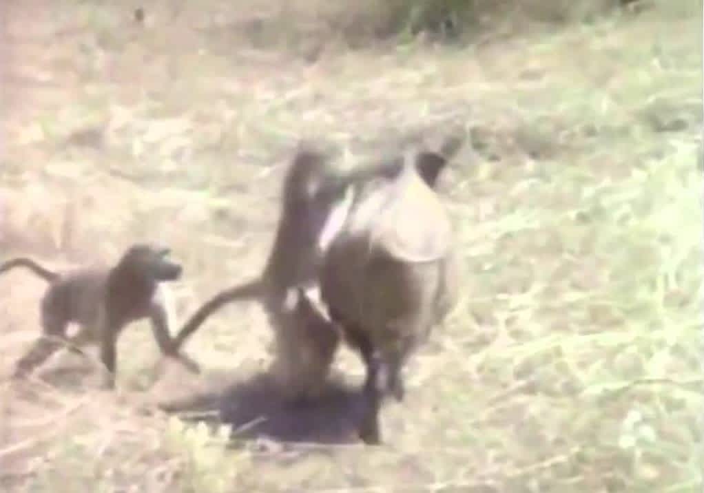 Video: Hunting Wild Boars with Monkeys