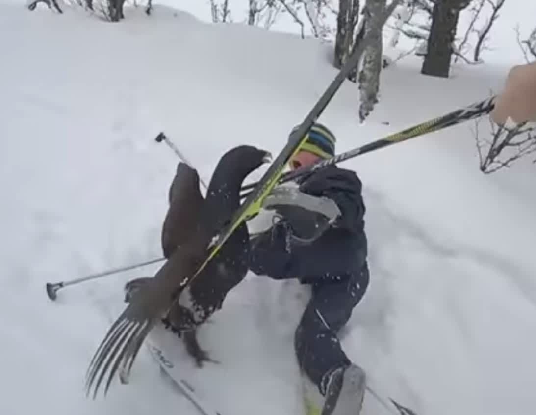 Video: Mad Wood Grouse Ferociously Attacks Young Skier