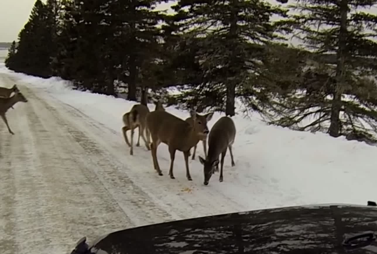 Video: Maine Couple Gets Surrounded by Salt-licking Deer